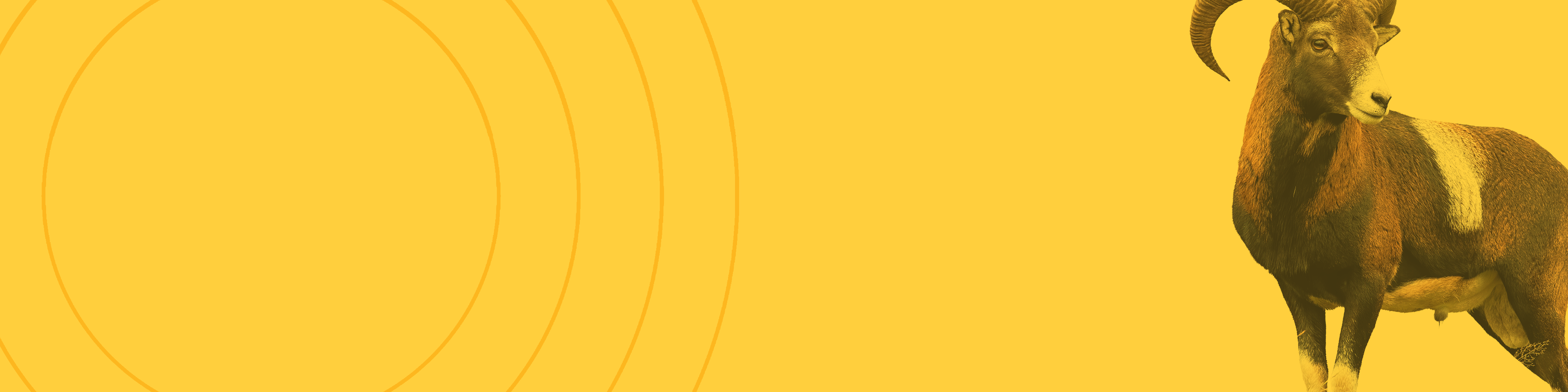 yellow ram